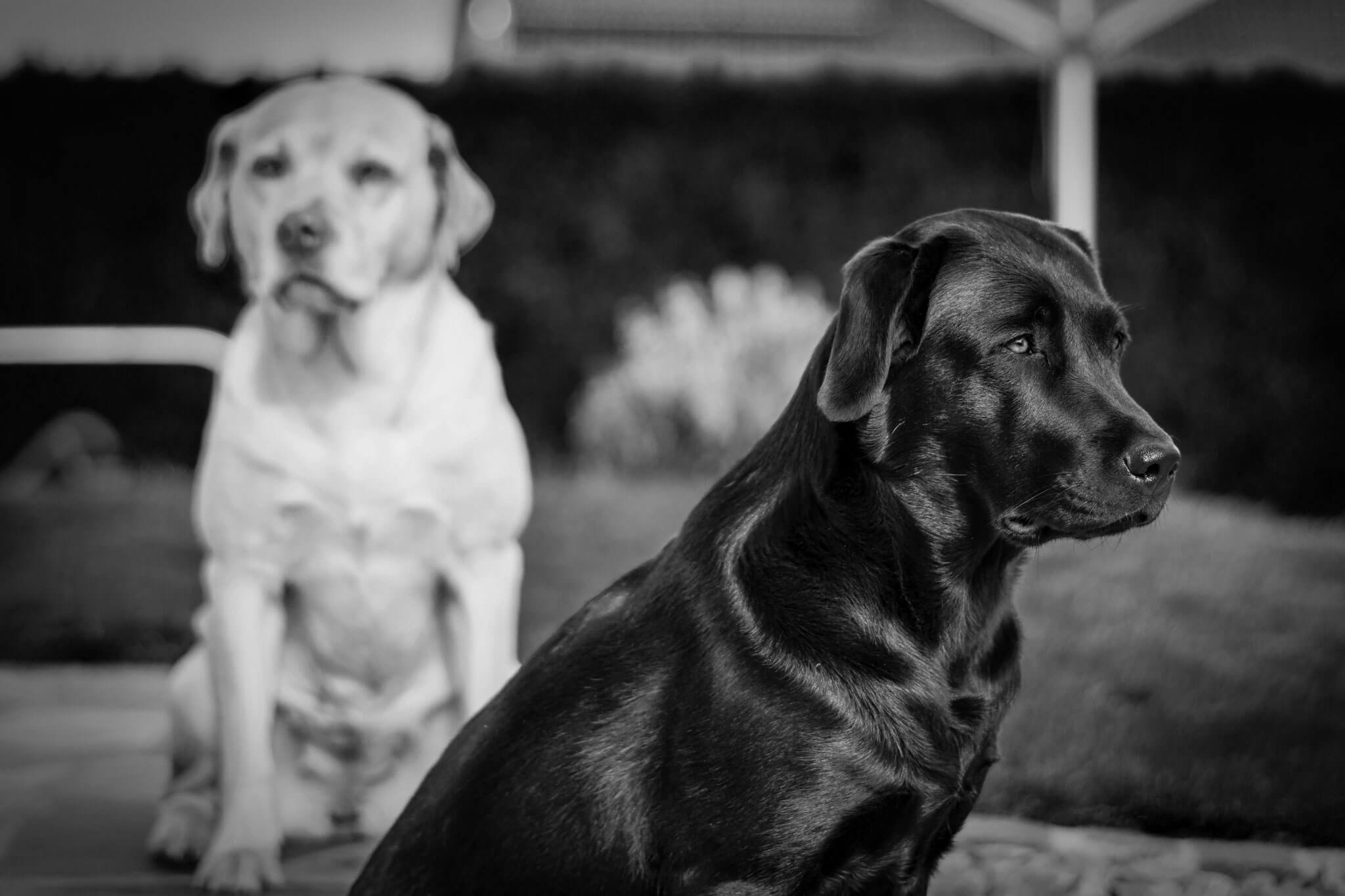 Labrador Retriever – Josy und Jara