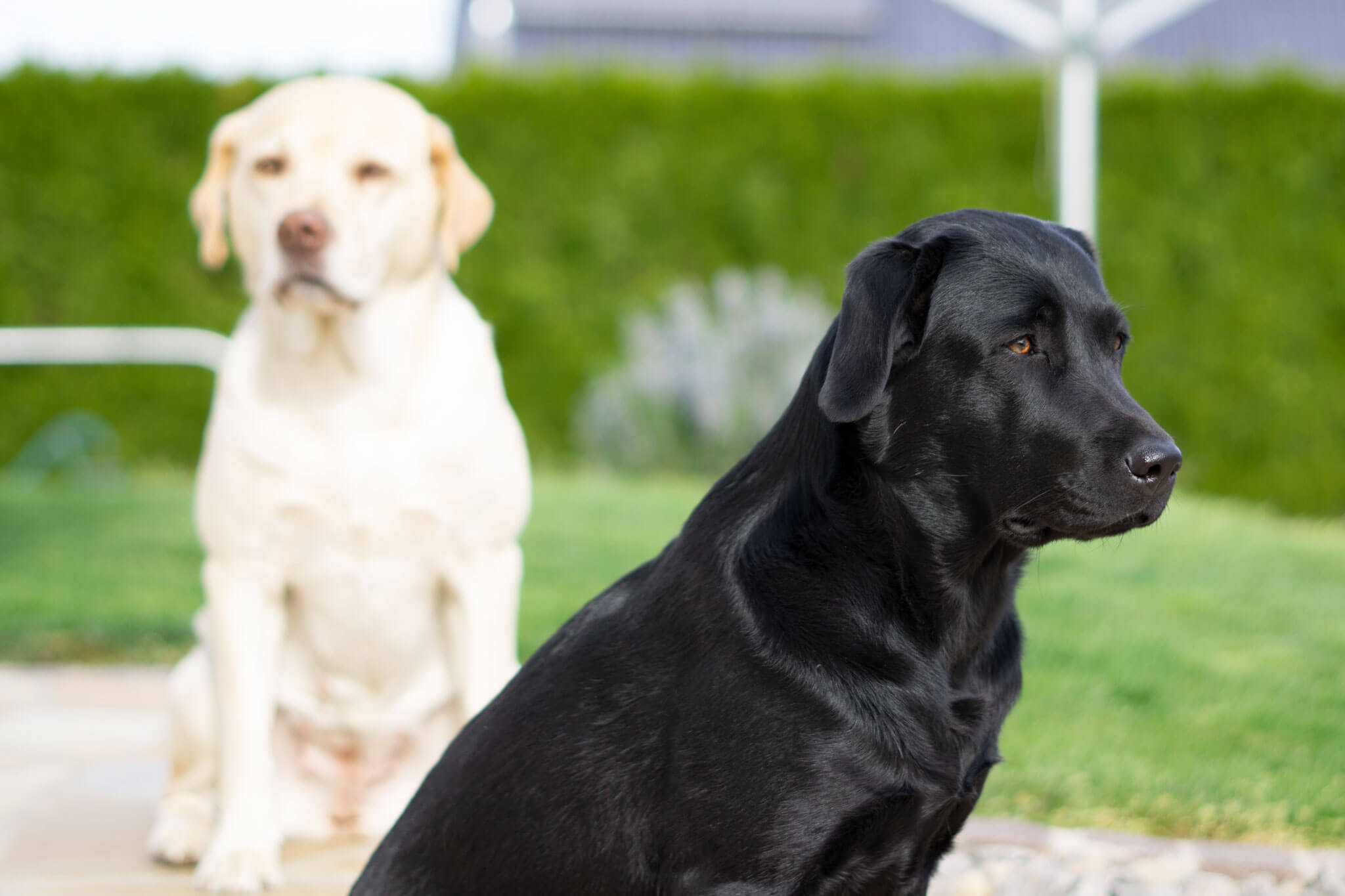 Labrador Retriever – Josy und Jara