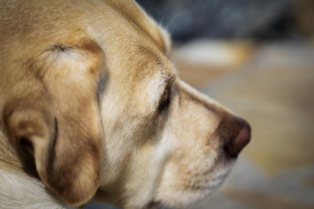 Labrador Retriever – Josy