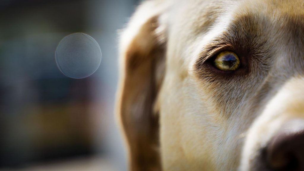 Labrador Retriever – Josy