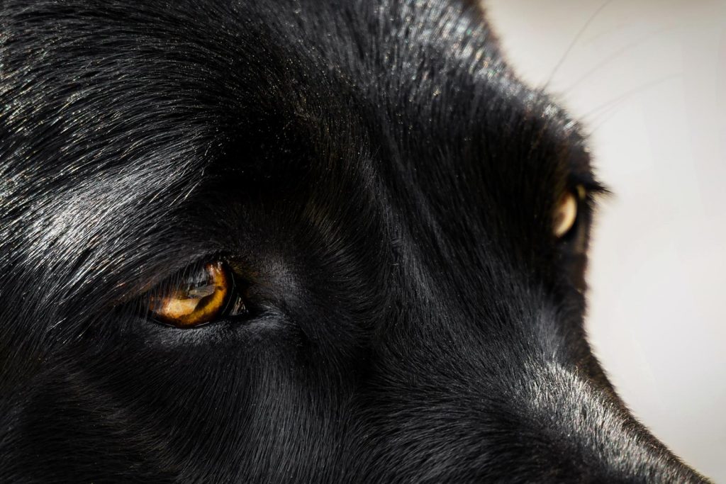 Labrador Retriever – Jara