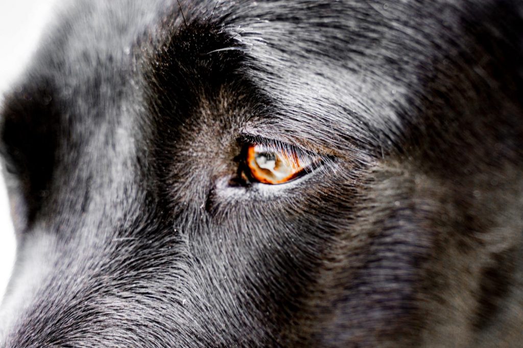 Labrador Retriever – Jara