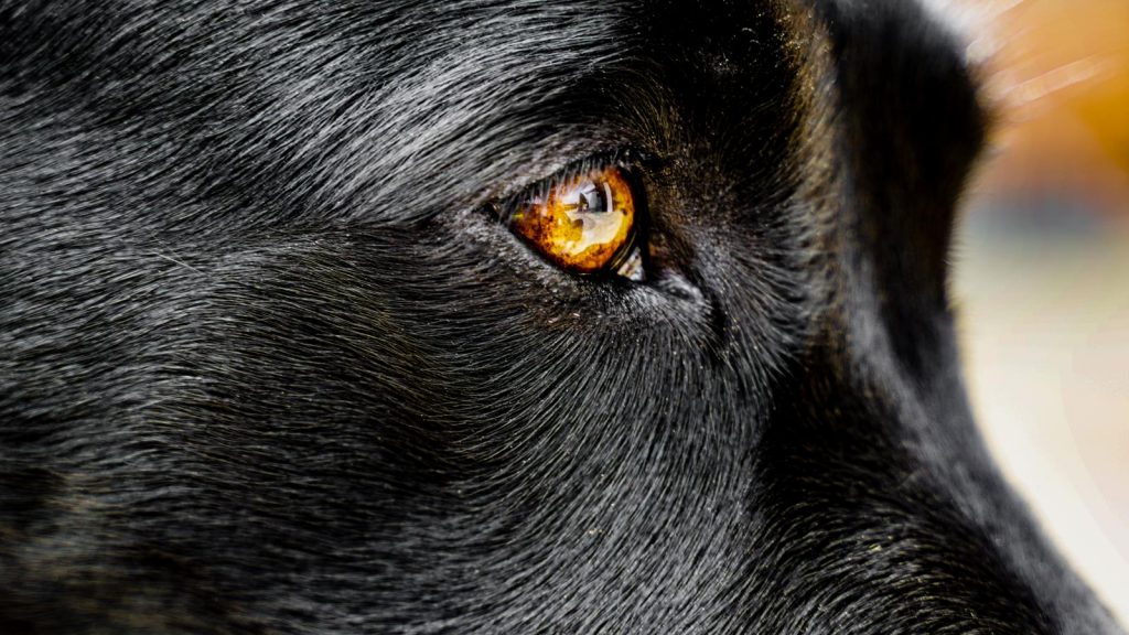 Labrador Retriever – Jara