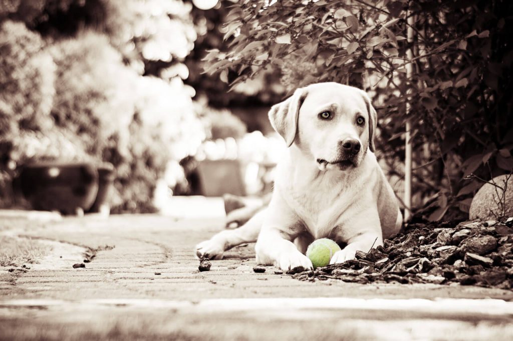 Labrador Retriever - Ginger