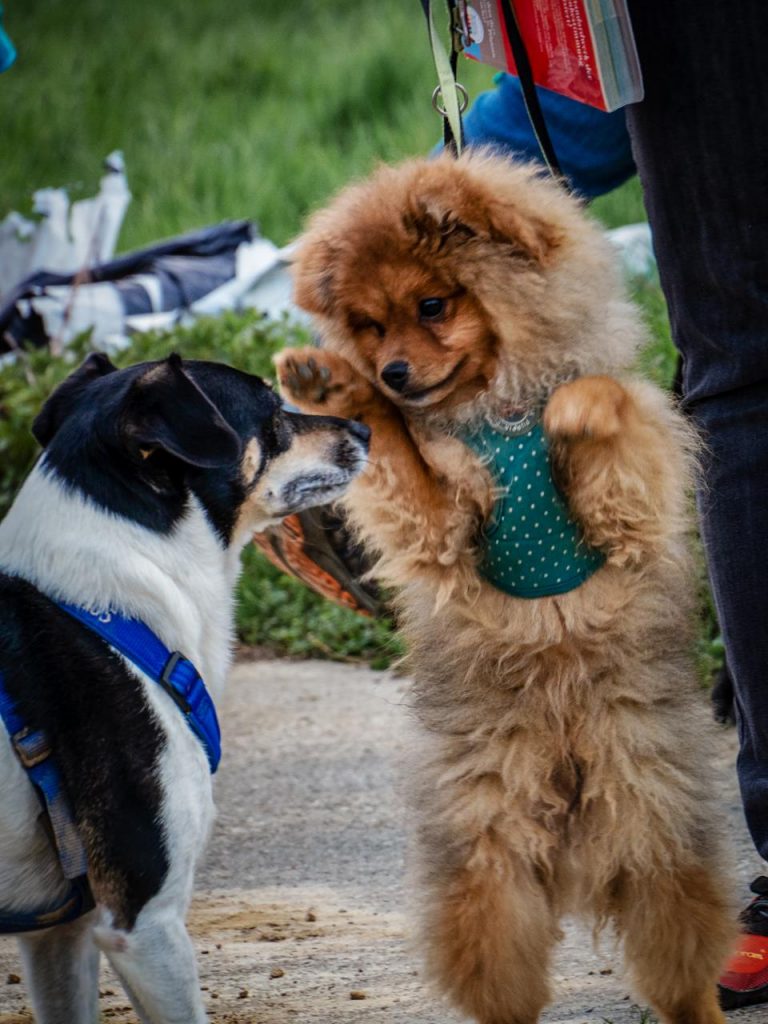 Pomeranian / Zwergspitz - Zeus