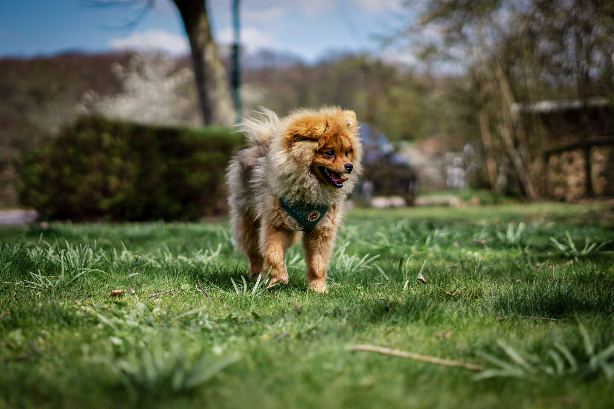 Pomeranian / Zwergspitz - Zeus