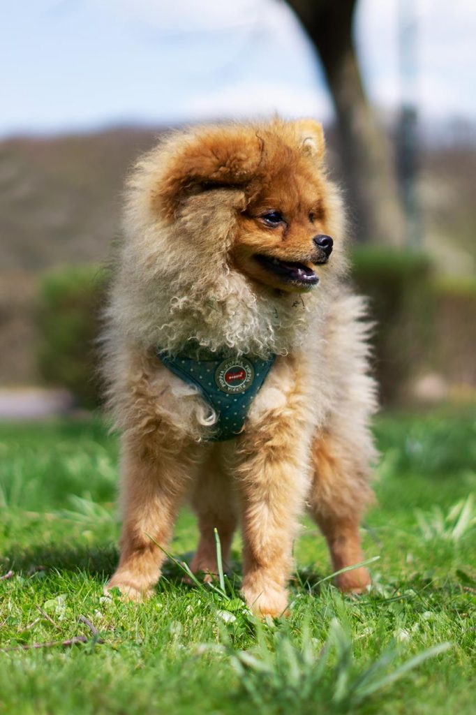 Pomeranian / Zwergspitz - Zeus