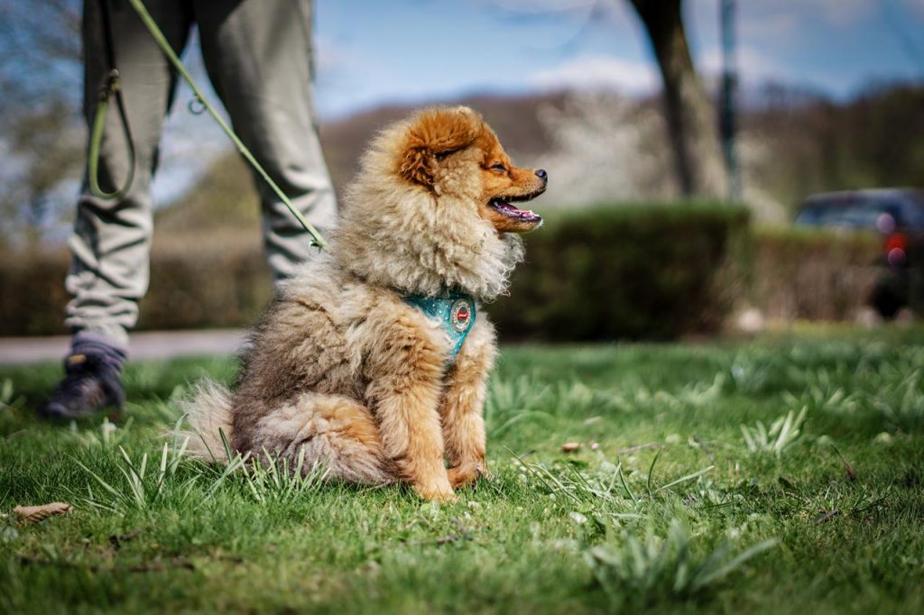 Pomeranian / Zwergspitz - Zeus