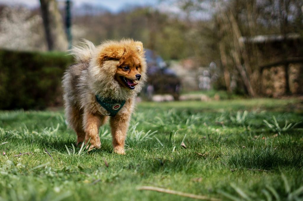 Pomeranian / Zwergspitz - Zeus
